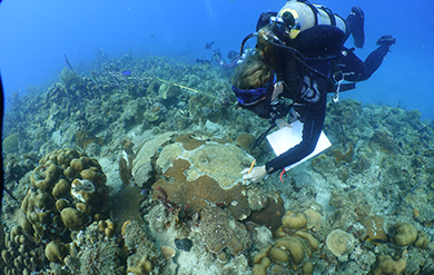 UVI's Marine Science Professor Brandt records bleaching of Coral Underwater.