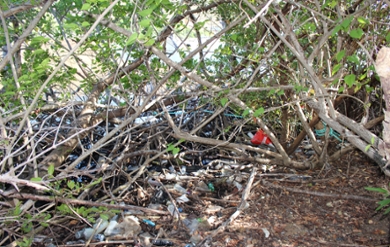 Image of the Mangroves at Shorelines.