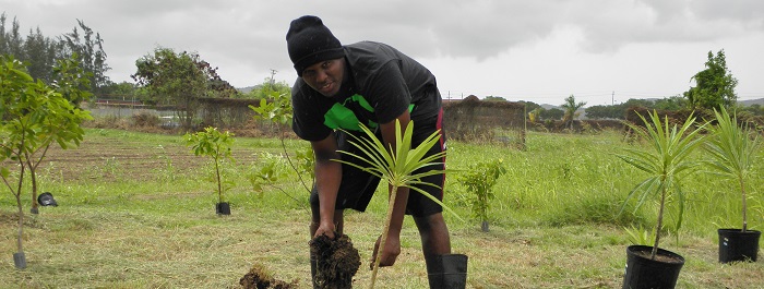 UVI Student Worker Kalunda Cuffey Plants Frangipani