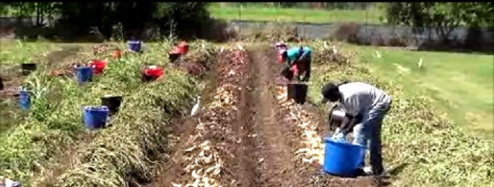 Sweet Potato Harvest