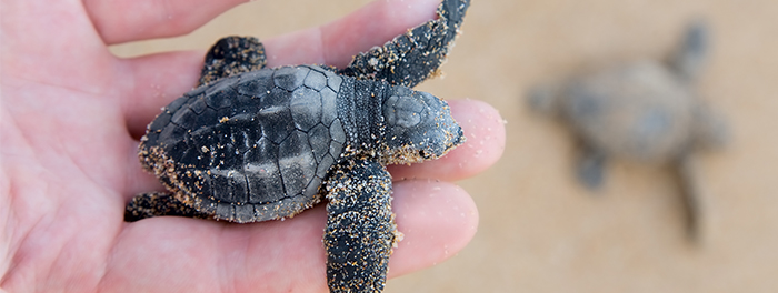 Turtle Hatchling