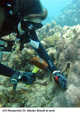 UVI researcher Dr. Marilyn Brandt at work.