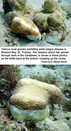 Images of coral with white plague