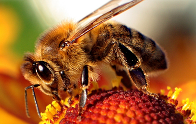 image of bee