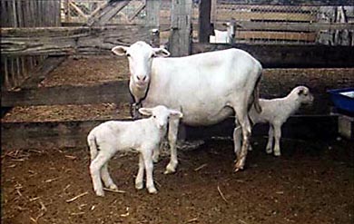 Saint Croix Hair Sheep