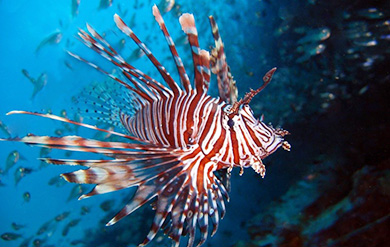 lionfish photo