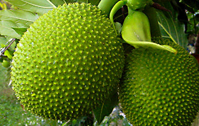 The Bread Fruit is a staple Food in many Caribbean Islands.  