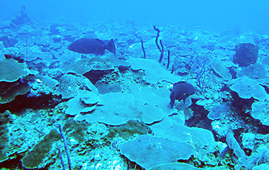 Undergraduate Students researches the death of Corals in the Caribbean Sea.