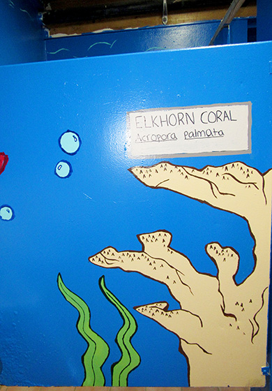 Painting of Elkhorn Coral in the bathroom of the Addelita Cancryn Junior High School. 