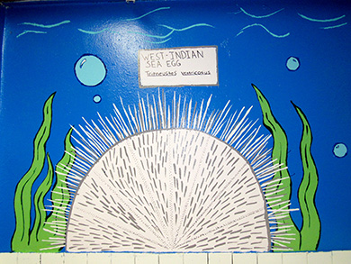 Painting of Caribbean Sea Egg in the bathroom of the Addelita Cancryn Junior High School.