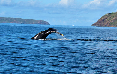 Humpback Whales were spotted in the waters at John Brewers Bay 