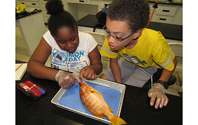 yoe students dissect a fish