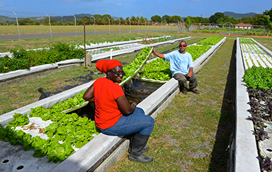 employees of aes working on aquaponics system