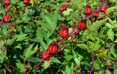 Sorrell Plant on the Albert A. Sheen Campus Agriculture Experimental Station