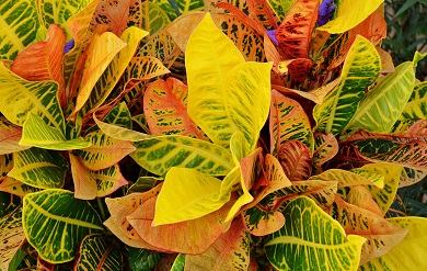 A Native Plant Blooms on the Albert A. Sheen Campus on St. Croix